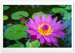 Thailands Water-lily