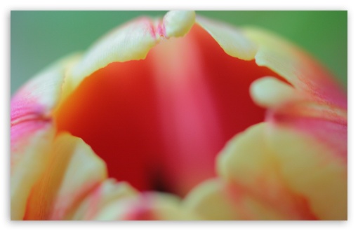Download Tulip Flower Macro UltraHD Wallpaper