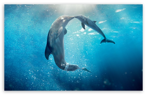 Download Dolphin Tale 2 Movie 2014 UltraHD Wallpaper