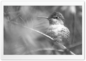 Hummingbird, Tree Branches,...
