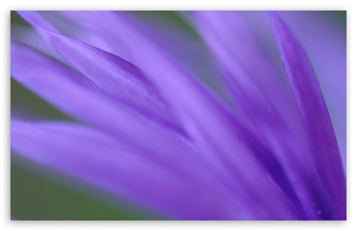 Download Purple Frond UltraHD Wallpaper