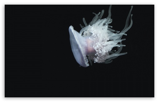 Download Beautiful Jellyfish UltraHD Wallpaper