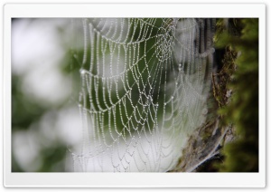 Webs