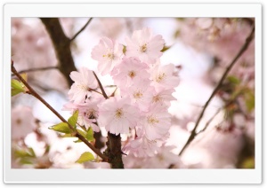 Cherry Branches