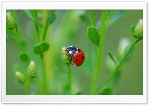 Ladybugs On Flowers
