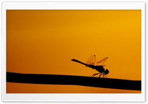 Dragonfly On A Stick