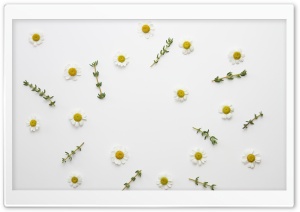 Daisy Flowers and Thyme Herb