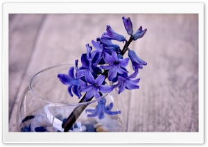 Blue Hyacinth Flower In A Vase