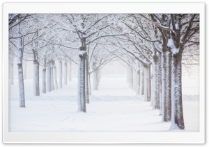 Trees, Snow, Winter