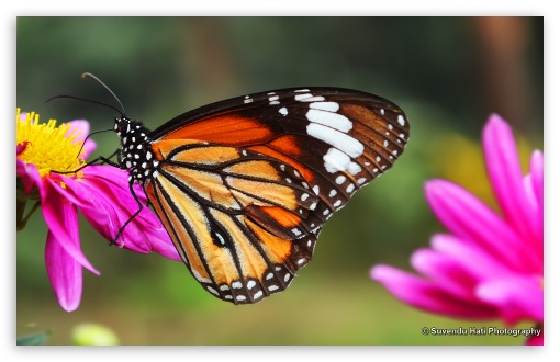 Download Butterfly Close Shot UltraHD Wallpaper