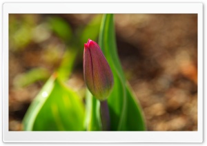 Early Spring Tulip