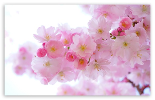 Download Japanese Cherry Trees in Bloom UltraHD Wallpaper