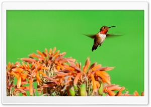 Rufous Hummingbird, Aloe Flowers