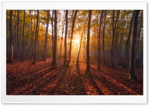 Warm Sunrise. Forest