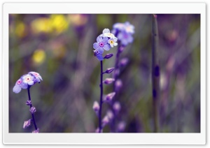 Blue Small Flowers, Bokeh