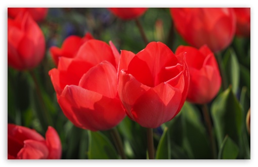 Download Two Red Tulips UltraHD Wallpaper