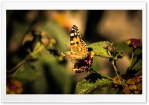 Butterfly Kelebek