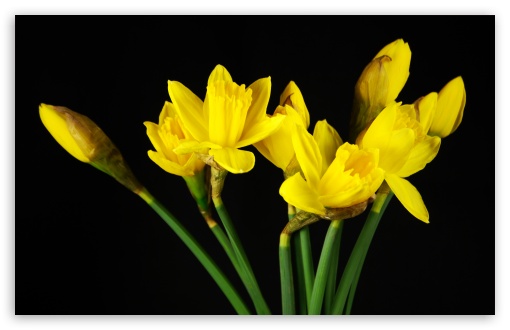 Download Daffodils UltraHD Wallpaper