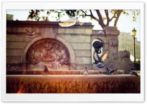 Pigeons On A Fountain