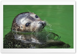 Seal in the Water