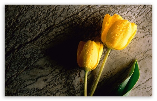 Download Two Wet Yellow Flower UltraHD Wallpaper