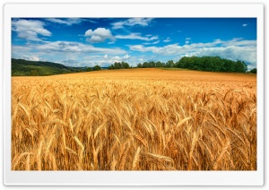 Golden Wheat Field Landscape