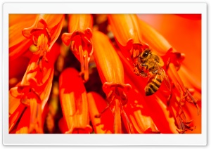 Bee, Aloe Flower