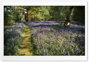 Path, Spring Bluebells...