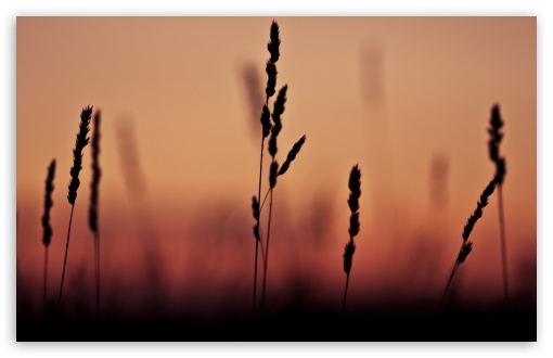 Download Grass Ears Sunset UltraHD Wallpaper