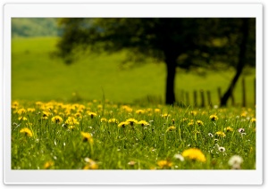 Yellow Dandelions Field