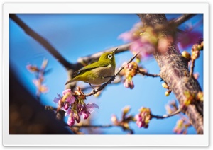 Japanese White Eye Bird