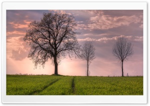 Trees In Open Field