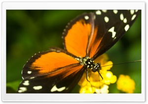 Tiger Longwing Butterfly