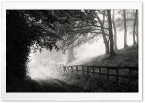 Foggy Morning, Road, Black...