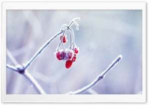 Frozen Berries