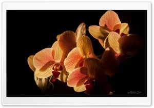 Backlit Orchids
