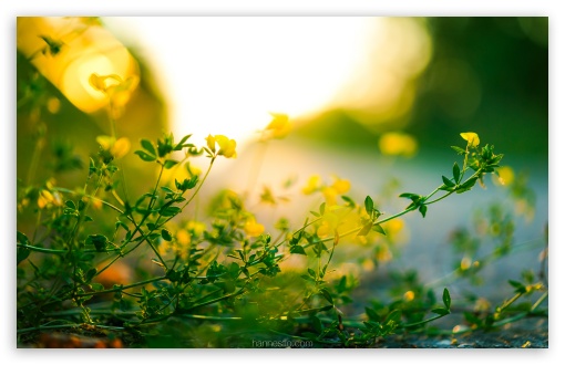 Download Tiny Yellow Flowers, Green Leaves, Sunlight... UltraHD Wallpaper