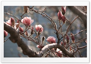 Magnolia Tree at Spring
