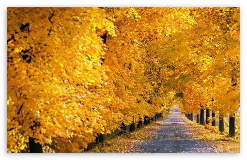 Download Fall Tree Pathway UltraHD Wallpaper
