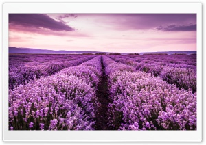 Beautiful Purple Flowers Field