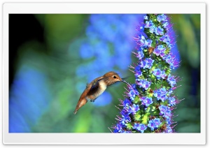 Hummingbird, Pride of Madeira...
