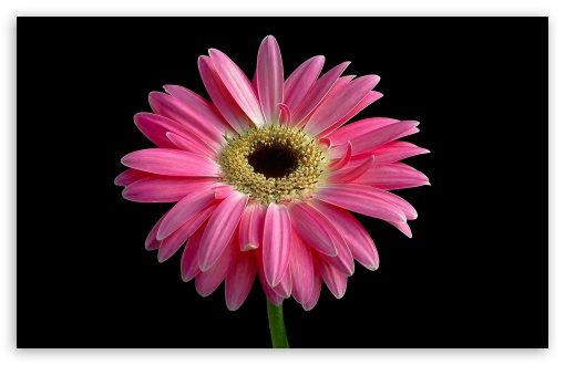 Download Gerbera Daisies Flowers 14 UltraHD Wallpaper