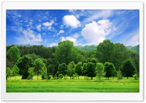 Beautiful Summer Landscape