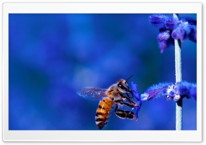 Honey Bee, Blue Lavender Flowers