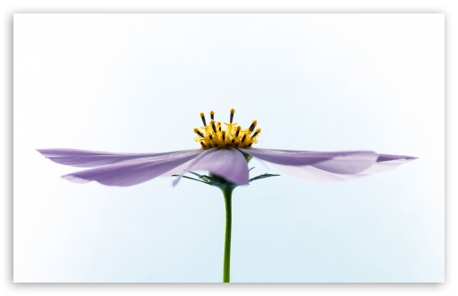 Download Beautiful Cosmos Flower Side View UltraHD Wallpaper