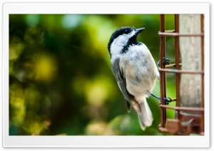 Bird On A Fence