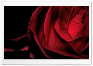 Dark Romantic Red Rose