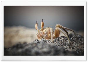 Crab