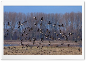 Flock Of Wild Ducks