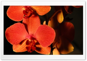 Orange Orchids